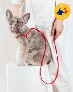 DOG & CO. Nylon Step-In Adjustable Dog Harness In Red (Made In The USA)