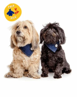 DOG & CO. COLLECTION Bandana Bowl For Dogs 15 DOG & CO. COLLECTION Bandana Bowl For Dogs -Pet Sale Shop PACKPICKS PRODUCTIMAGES 1 7916353a ed09 4fb8 8ae2 0b6c84dc49c5