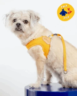CHARLIE'S BACKYARD Adjustable Easy Dog Harness In Yellow (Dog & Co. X Charlie's Backyard Exclusive)