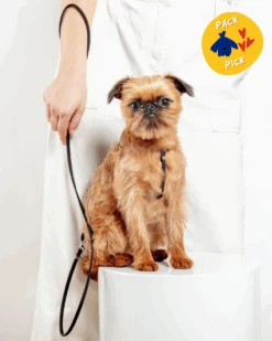 DOG & CO. Nylon Step-In Adjustable Dog Harness In Black (Made In The USA)