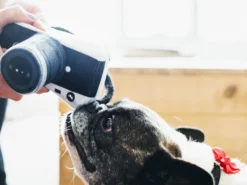 P.L.A.Y. Lens Licker Camera Dog Toy -Pet Sale Shop PLB6998