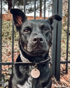 EMBER & IVORY Macrame & Leather Dog Collar In Black W/ Natural (Made In The USA) 11 EMBER & IVORY Macrame & Leather Dog Collar In Black W/ Natural (Made In The USA) -Pet Sale Shop ProductImages 3