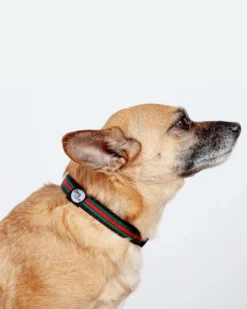 DOG & CO. COLLECTION Luxe Green & Red Stripe Dog Collar (Made In NYC)