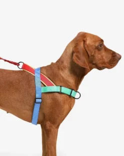 ZEE.DOG SoftWalk No-Pull Dog Harness (FINAL SALE)