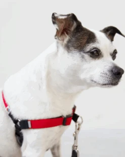 WILDEBEEST Linden No Pull Front Clip Dog Harness -Pet Sale Shop ProductImages General ea3fd1c0 3a37 4575 8539 9bc4208a8d33