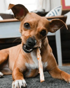 EARTH ANIMAL No-Hide Wholesome Dog Chew In Chicken -Pet Sale Shop Product Images 6 c300c4f2 d013 4fef b300 379194c59f32