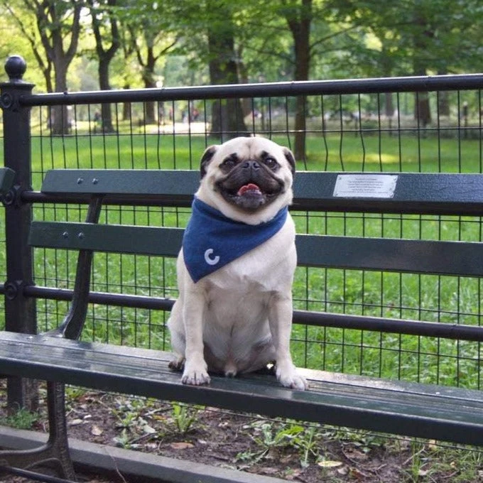 THRIFT DOG Custom Initial Bandana In Dark Denim (Drop-Ship) 8 THRIFT DOG Custom Initial Bandana In Dark Denim (Drop-Ship) - Image 8