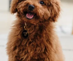 TWO TAILS PET COMPANY Loyal AF ID Tag (Custom/Drop-Ship) -Pet Sale Shop TWO TAILS PET COMPANY Loyal AF