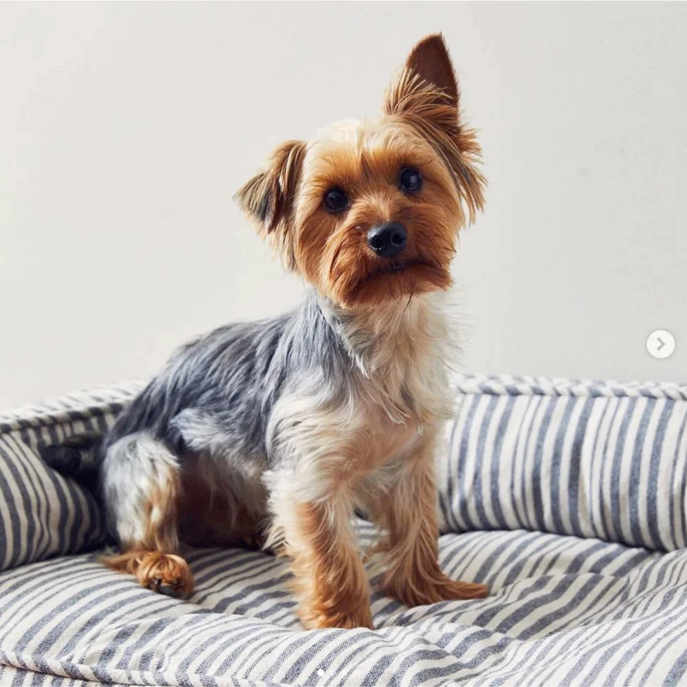 HARRY BARKER Ortho-Lounger Dog Bed (Direct-Ship) 8 HARRY BARKER Ortho-Lounger Dog Bed (Direct-Ship) - Image 8