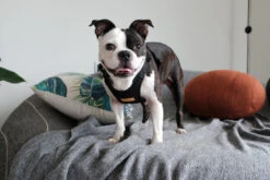 CHARLIE'S BACKYARD Comfort Dog Harness In Black -Pet Sale Shop a8fda499c4e2882ffd609f06d54cb882