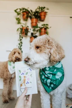 BOTANICAL BONES Flower Power Superfood Dog Treats -Pet Sale Shop ad9cf34a84426902be207df85b8d82c2af39b0d84ce9109f947e68f28b39511e