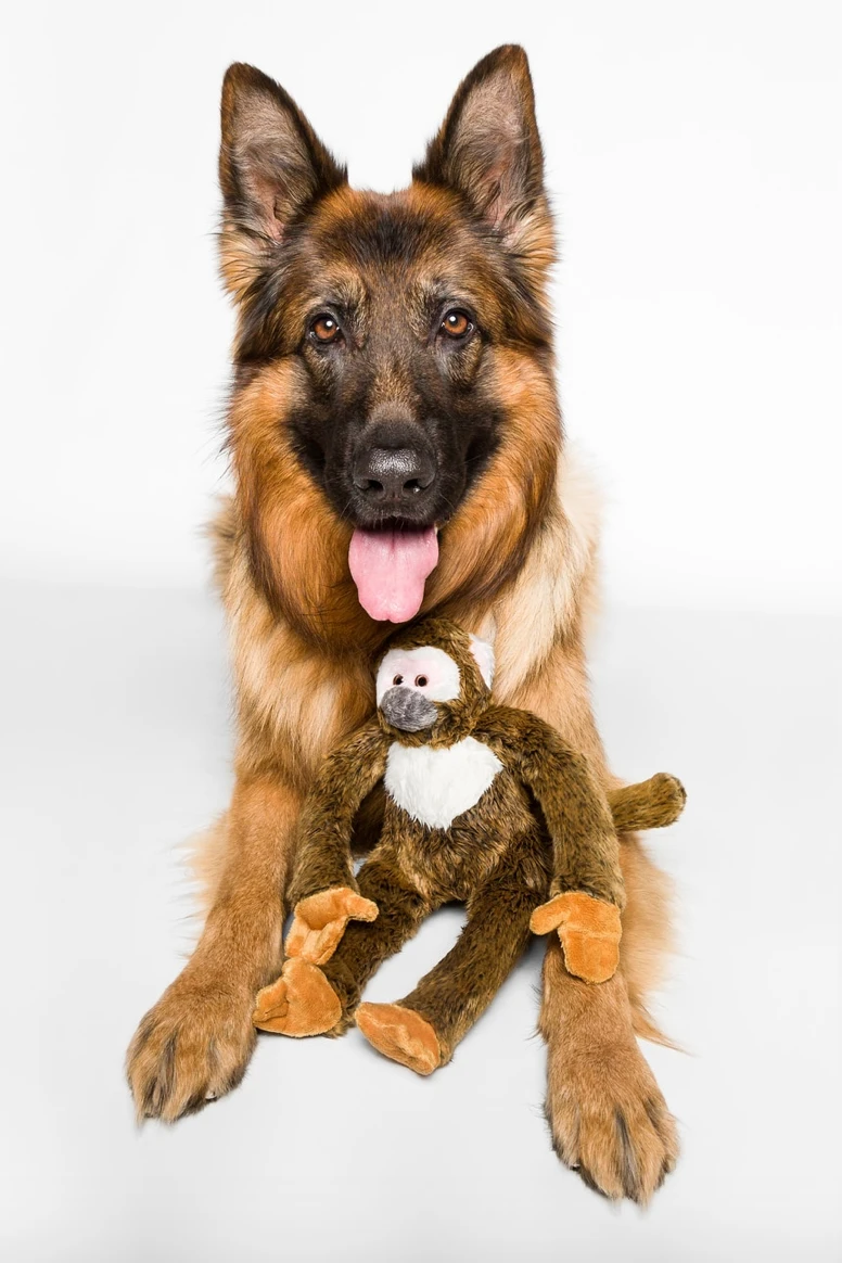 FLUFF & TUFF Albert The Monkey Plush Dog Toy 4 FLUFF & TUFF Albert The Monkey Plush Dog Toy - Image 4