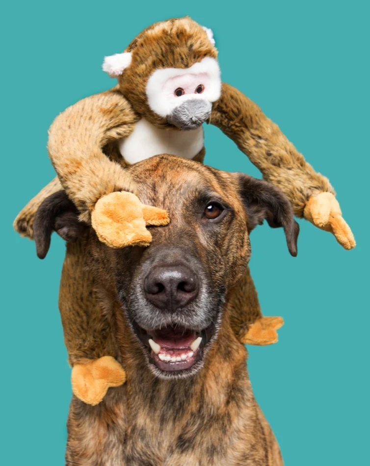 FLUFF & TUFF Albert The Monkey Plush Dog Toy 2 FLUFF & TUFF Albert The Monkey Plush Dog Toy - Image 2