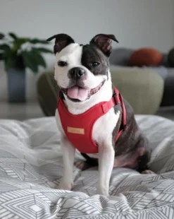 CHARLIE'S BACKYARD Comfort Dog Harness In Red -Pet Sale Shop c326f5ed063cd40dfdf305e23e6f6cda