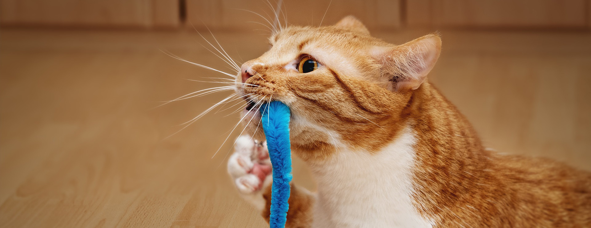 Pet Sale Shop -Pet Sale Shop cat 4797096 1920