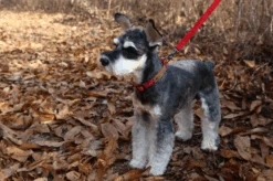 CHARLIE'S BACKYARD Easy Dog Collar In Red -Pet Sale Shop charlie sbackyardeasycollarred3 bdbcb815 00b2 41b5 a60c 7b8dba4659f6