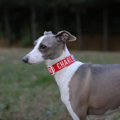 CHARLIE'S BACKYARD Trip Dog Collar In Red (CLEARANCE) -Pet Sale Shop d0f46aba63e05105fa5a1b53f9748539
