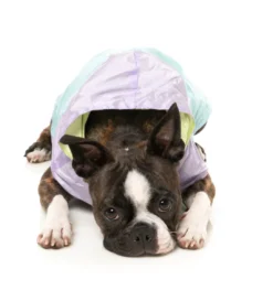 FUZZYARD Ormond Raincoat In Olive + Pink Or Purple + Mint -Pet Sale Shop fzaw5411 7 raincoat ormond purpleblue dog07