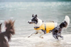 HURTTA Life Savior Dog Life Jacket In Golden Yellow (FINAL SALE) -Pet Sale Shop hurtta 6523