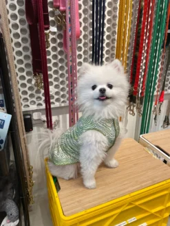 GOLD PAW Sun Shield Tee In Grand Teton Green (Made In The USA) 19 GOLD PAW Sun Shield Tee In Grand Teton Green (Made In The USA) -Pet Sale Shop image 69c132a7 5b3d 43af bcf9 fa7c8b1ff650 scaled