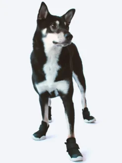 RIFRUF Caesar Dog Sneakers In Black -Pet Sale Shop rifruf productpage blackshiba 1260x 13d4c41e 2334 49c0 85f8 4307b1461eb5