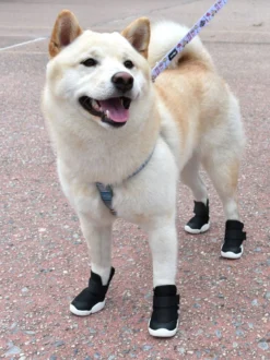 RIFRUF Caesar Dog Sneakers In Black -Pet Sale Shop rifruf productpage shiba blackshoe2 1260x ae4eb383 8cb3 43df 99ca 3eb174efd243