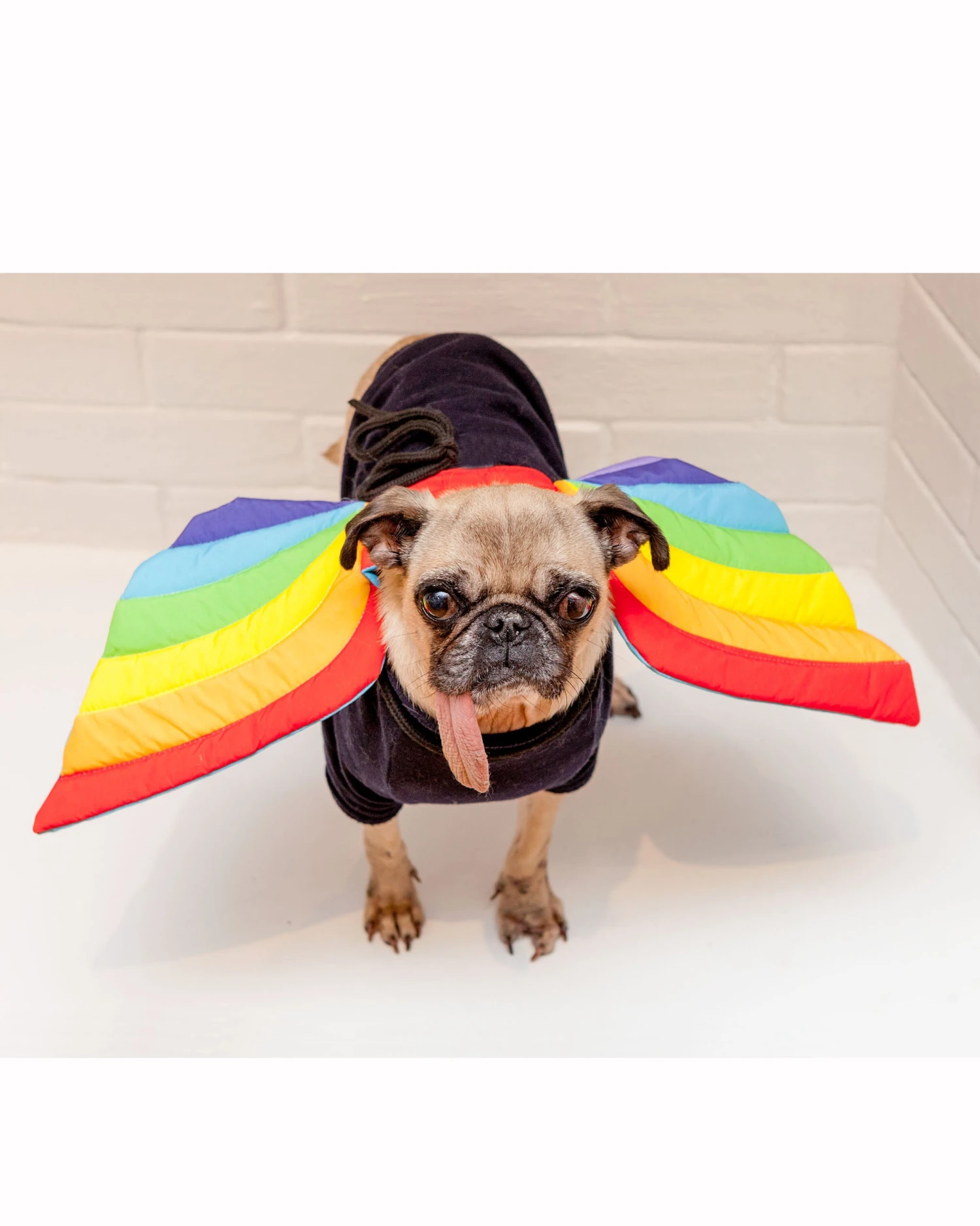 DOGO Adjustable Tie-On Rainbow Dog Wings 2 DOGO Adjustable Tie-On Rainbow Dog Wings - Image 2